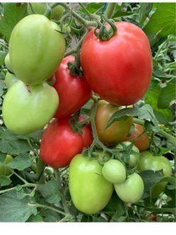 .PINK SOUL F1 (HAZERA SEEDS)