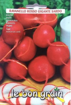 Ridichi de lună ROSSO GIGANTE SARDO