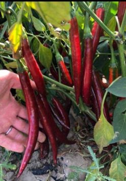 ARDEI IUTE HIBRID ARWAD F1 (PROFESIONAL)