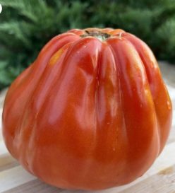 IMPERIUS F1 (PRIME SEED Italia)