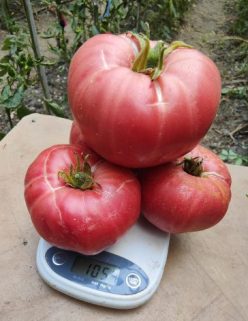 _HARBUZESTI (GIGANT)