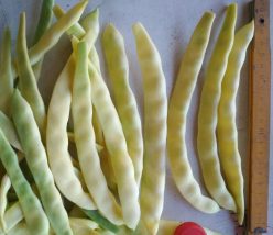 Fasole Urcătoare galbenă OCHI DE PISICĂ