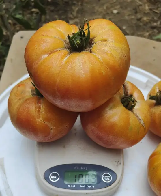 ANANAS (FLORA) (25s)