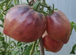 INIMĂ ZDROBITĂ /CRUSHED HEART OXHEART (Giant) (OFERTA 100 s)