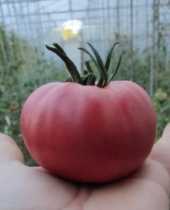 FLORELIA ( DE BUZĂU) (30s)