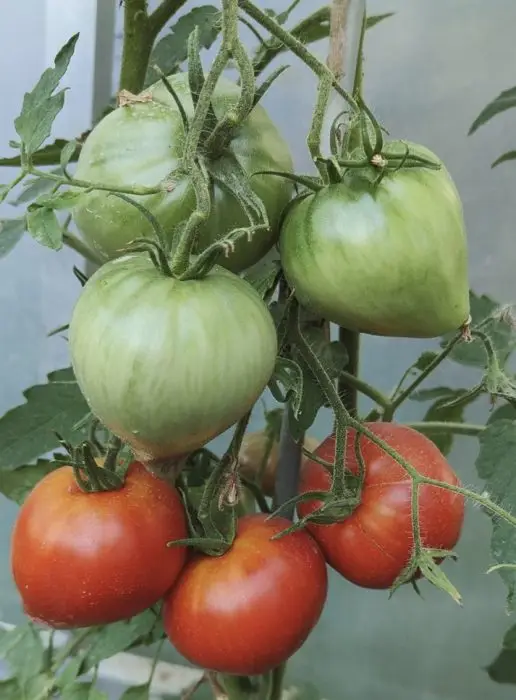 INIMA LUI PUTIN/VOVA PUTIN 25s