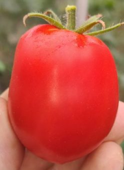 PRUNISOARE CORNELIA .