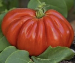 _BORSALINA F1 (Fratelli Ingegnoli-Italia)