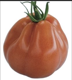 _BORSALINA F1 (Fratelli Ingegnoli-Italia)