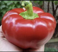 GOGOSARI CARCASSONE F1