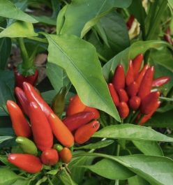 ARDEI IUTE DIAVOLICCHIO CALABRESE (Fratelli Ingegnoli)