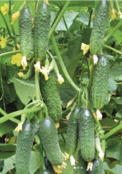 Castraveti ELVINARA RZ F1