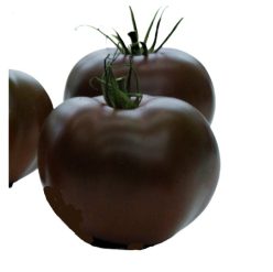 _KAKAO F1 (Fratelli Ingegnoli-Italia)