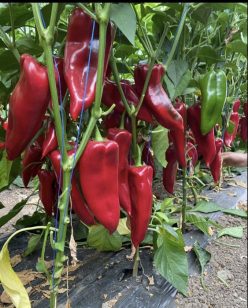 ARDEI CAPIA KUBAT F1 (Seminis)