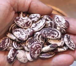 Fasole LIMA DEL PAPA (FRATLLI INGEGNOLI -MILANO ITALIA)