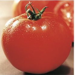 _OLYMPE F1 (Fratelli Ingegnoli-Italia)