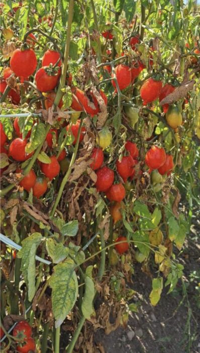 _PENSUVIO F1 (Fratelli Ingegnoli-Italia) - imagine 4