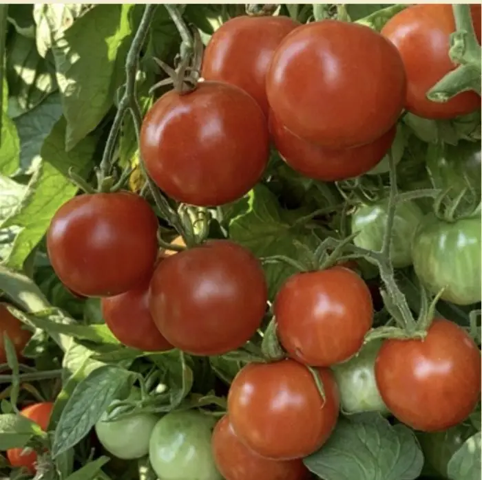 Sasha's Altai (CHERRY) 40s