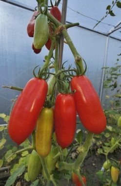 _SUPERMARZANO F1 (Fratelli Ingegnoli)