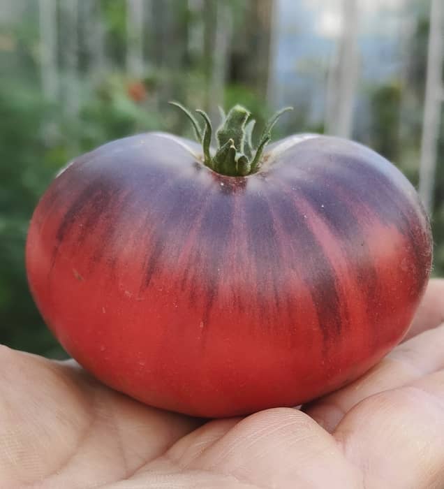 BLUE TOM (Ofertă de pret/G. 70-95%)