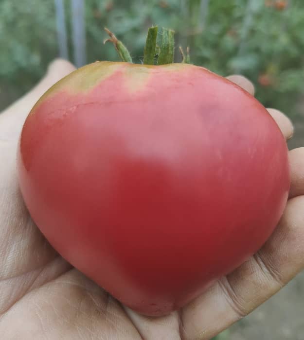 DOMINGO GIANT (Ofertă pret/G. 80-95%)