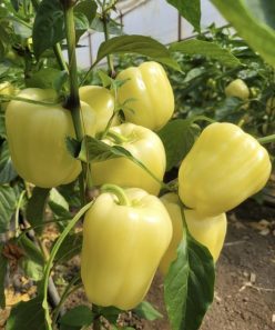 ARDEI GRAS GÂRCOVIA F1 -CAPSICO