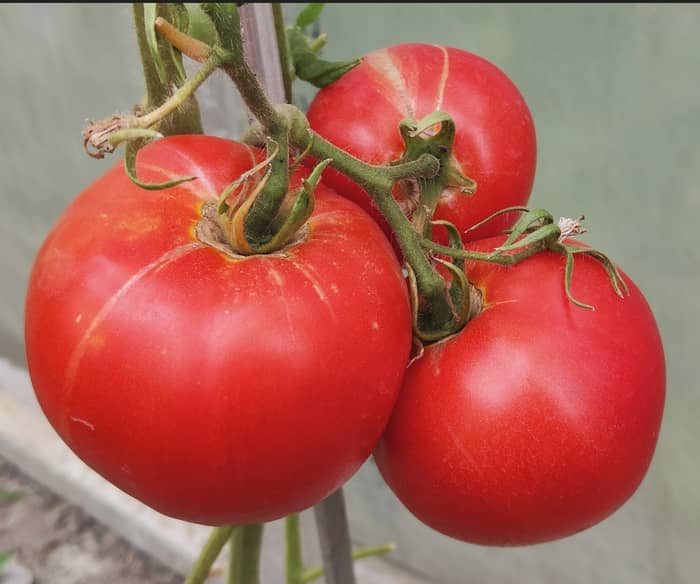 GIGANTE LISCIO /GIGANTA NETEDĂ (INGEGNOLI -NUOVA SELEZIONE) (Ofertă de pret/G. 70-95%)