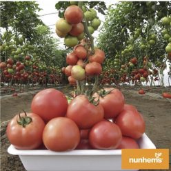 GRIPHON F1 (NUNHEMS-BASF)