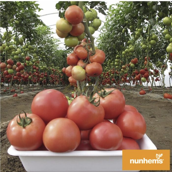 GRIPHON F1 (NUNHEMS-BASF)