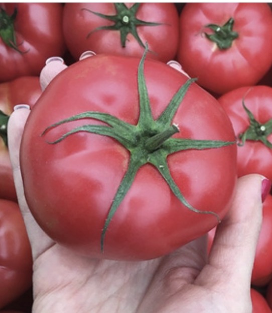 GRIPHON F1 (NUNHEMS-BASF) - imagine 3