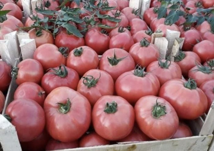 GRIPHON F1 (NUNHEMS-BASF) - imagine 6