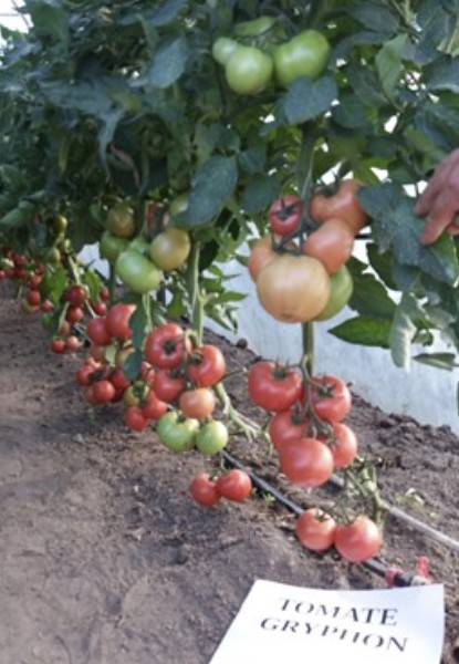 GRIPHON F1 (NUNHEMS-BASF) - imagine 7