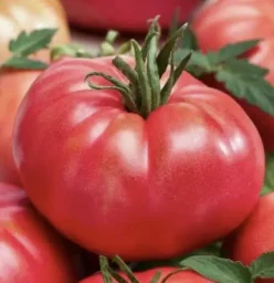 Malinowy Warszawski/ Zmeura de Varsovia (30s)