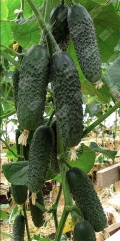 CASTRAVETI PICKSCORE F1 (NUNHEMS-BASF)