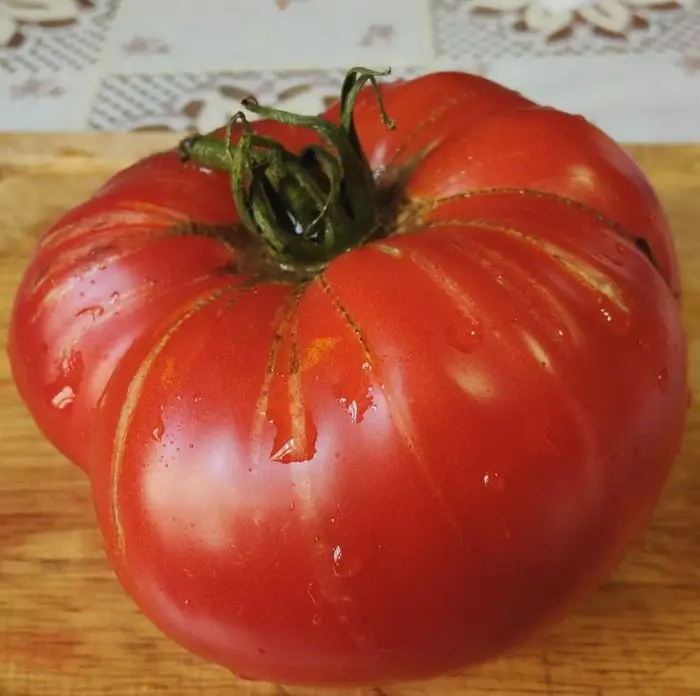 ROMANIAN GIANT Ovi’s /GIGANTE ROMÂNESTI OVI