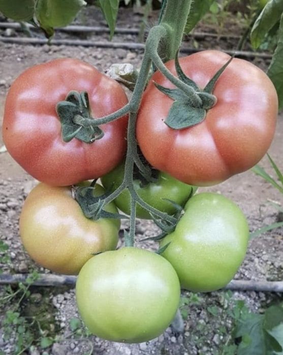 GRIPHON F1 (NUNHEMS-BASF) - imagine 4