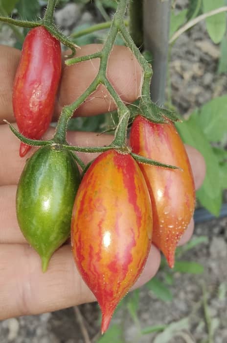 „ARTISAN PINK TIGER (Ofertă pret/G. 50-60%)