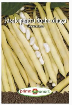 FASOLE PENTRU BOABE CANNELLINO (Pitică) (PRIMA SEMENTI) (100g)