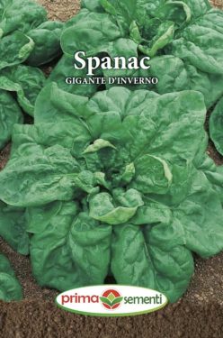 „„Spanac GIGANTE D’INVERNO (PRIMA SEMENTI)