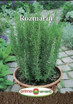ROZMARIN (PRIMA SEMENTI)
