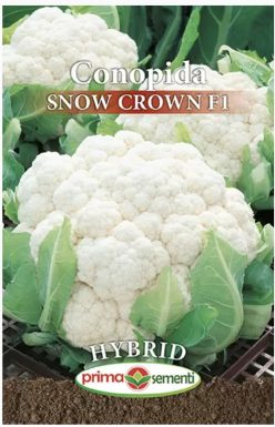 Conopidă SNOW CROWN F1 (PRIMA SEMENTI)