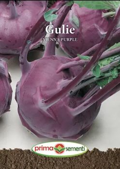 Gulie VIENNA PURPLE (PRIMA SEMENTI)