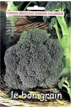 BROCCOLI RAMOSO CALABRESE (RACI Sementi)
