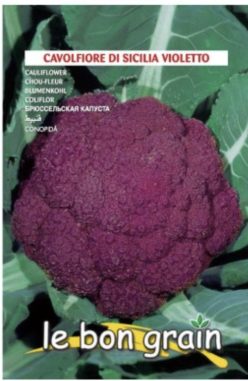 CONOPIDA Di SICILIA VIOLETTO (RACI Sementi)