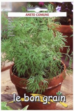 Mărar ANETO COMUNE (RACI Sementi)